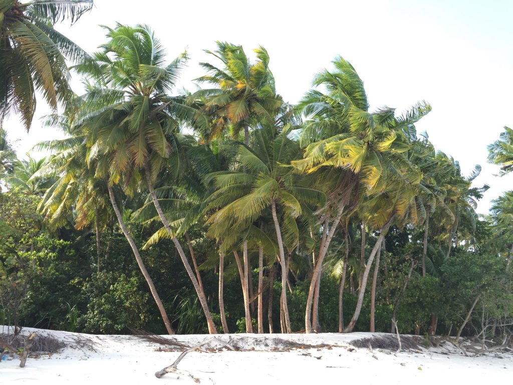 Playa tropical con palmeras como referencia de turismo