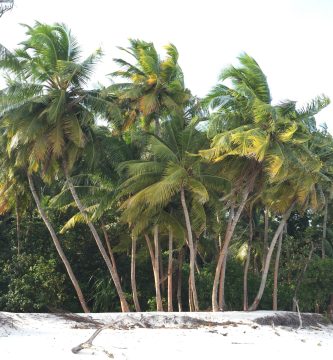 Playa tropical con palmeras como referencia de turismo