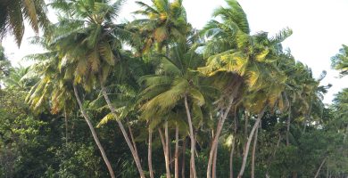 Playa tropical con palmeras como referencia de turismo